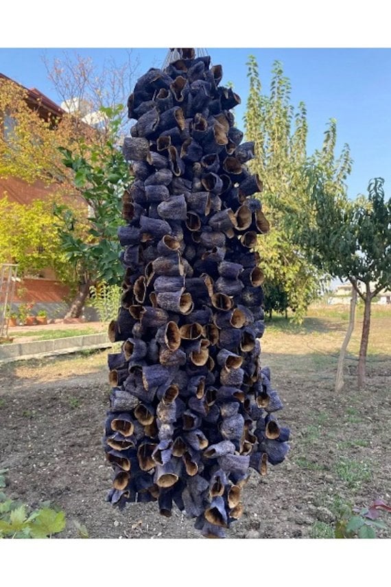 Kuru Patlıcan 1Bağ (45-50Ad)